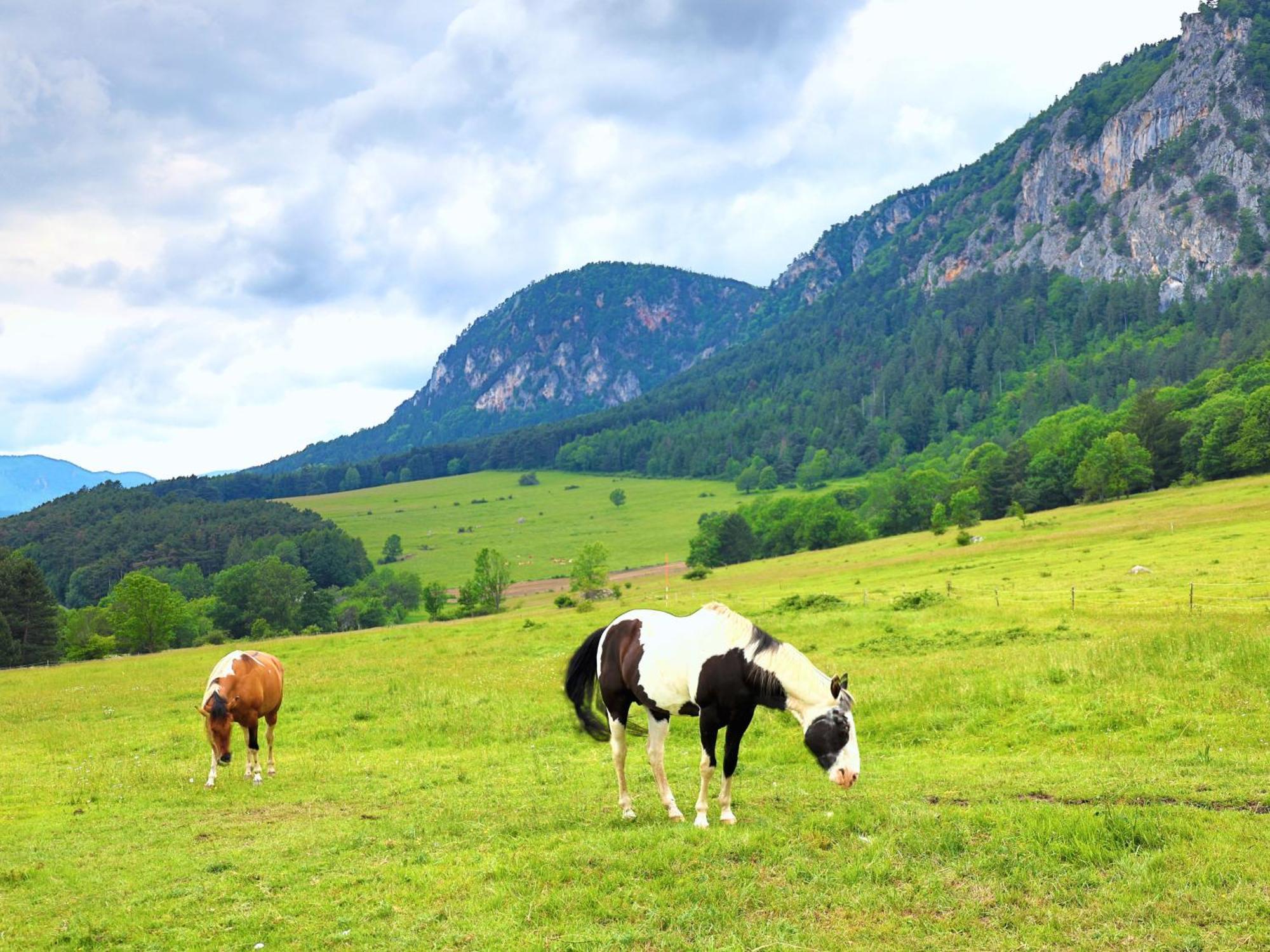 Glamping Hohe Wand - Zelt Mit Sternenfenster Und Whirlpool Hotel Maiersdorf Luaran gambar